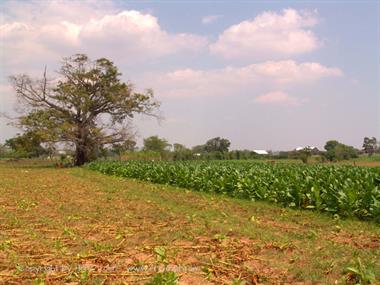 2004 Cuba, Havanna - Maria la Gorda, DSC00540 B_B720